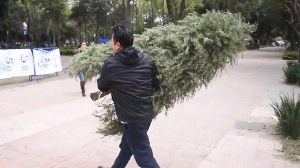 Reciclaje de Árboles de Navidad Naturales: Descubre Dónde Llevarlos en Zapopan
