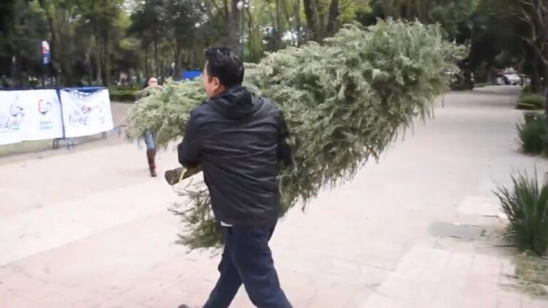 Reciclaje de Árboles de Navidad Naturales: Descubre Dónde Llevarlos en Zapopan